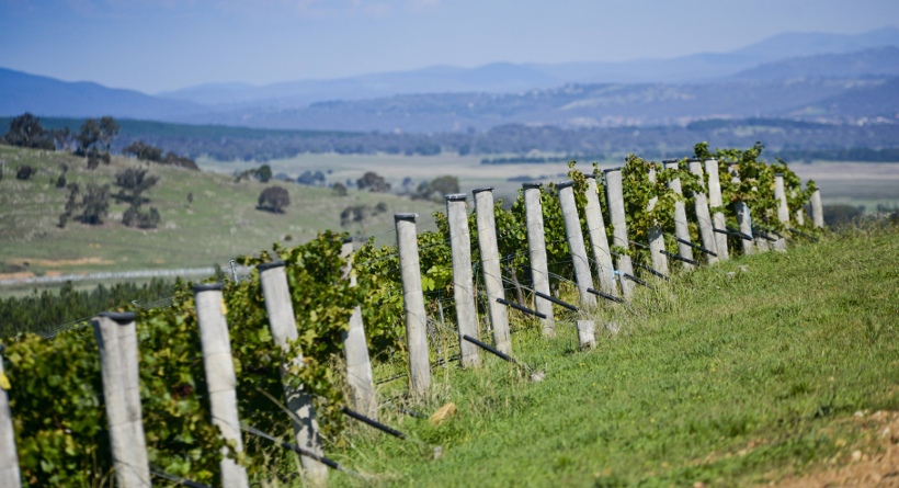 Mount Majura Vineyard Vines